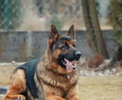 Alman Kurdu Köpek Irkı Özellikleri, Bakımı ve Beslenmesi