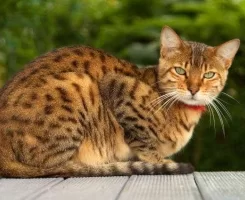 Bengal Kedisi Özellikleri, Bakımı ve Fiyatları 2025