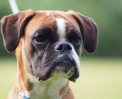Boxer Köpeği Özellikleri, Bakımı ve Beslenmesi