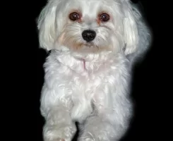 Maltese Terrier Köpeği Özellikleri, Bakımı ve Beslenmesi