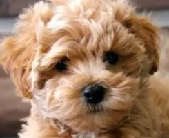 Maltipoo Köpeği Özellikleri, Bakımı ve Beslenmesi