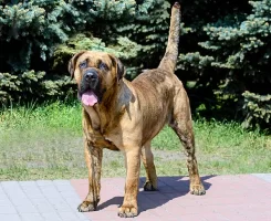 Presa Canario Köpek Irkı Özellikleri, Bakımı ve Beslenmesi
