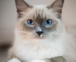 Ragdoll Kedisi Özellikleri, Bakımı ve Fiyatları 2025