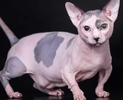 Tüysüz Kedi Bakımı ve Fiyatları 2025