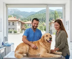 Akseki Veteriner Klinikleri
