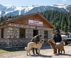 Aladağ Veteriner Klinikleri