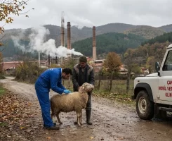 Çan Veteriner Klinikleri