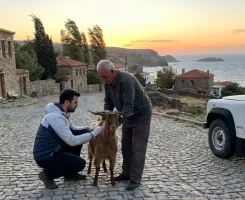 Gökçeada Veteriner Klinikleri