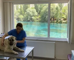Gürün Veteriner Klinikleri