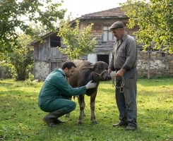 Kandıra Veteriner Klinikleri