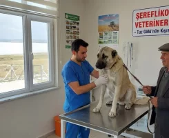 Şereflikoçhisar Veteriner Klinikleri