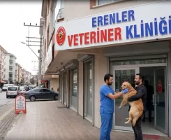 Erenler Veteriner Klinikleri