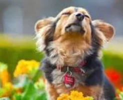 Yeni Köpek Sahipleri İçin İlk 30 Gün Rehberi