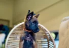 Irkının En İyisi Malinois Bebeklerimiz - Resim 3
