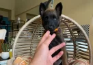 Irkının En İyisi Malinois Bebeklerimiz - Resim 1
