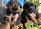 Kocakafa Rottweiler Yavrularm - Resim 1