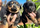 Kocakafa Rottweiler Yavrularm - Resim 3