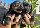 Kocakafa Rottweiler Yavrularm - Resim 4