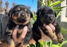 Kocakafa Rottweiler Yavrularm - Resim 2