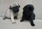 Sevi̇mli̇ Pug Bebekleri̇miz - Resim 5