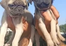 Sevi̇mli̇ Pug Bebekleri̇miz - Resim 1