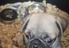 Sevi̇mli̇ Pug Bebekleri̇miz - Resim 4