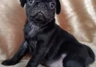 Sevi̇mli̇ Pug Bebekleri̇miz - Resim 3