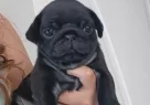 Sevi̇mli̇ Pug Bebekleri̇miz - Resim 2