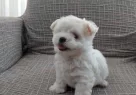 Mini Maltese Terrier Yavrular - Resim 1