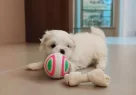 Mini Maltese Terrier Yavrular - Resim 2