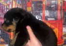 2 Aylk Rottweiler Yavrular - Resim 4