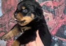 2 Aylk Rottweiler Yavrular - Resim 3