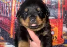 2 Aylk Rottweiler Yavrular - Resim 1