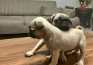 2 Aylık Pug Yavrularımız - Resim 1