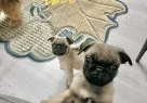 2 Aylık Pug Yavrularımız - Resim 2