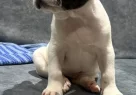 French Bulldog Sahiplendirme - Resim 3