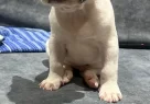 French Bulldog Sahiplendirme - Resim 2