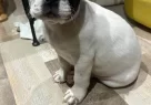 French Bulldog Sahiplendirme - Resim 1