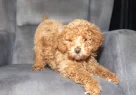 Poodle Güzelli̇ği̇nde Maltipoo Oğlumuzzz - Resim 8