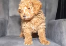Poodle Güzelli̇ği̇nde Maltipoo Oğlumuzzz - Resim 7