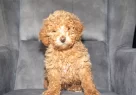 Poodle Güzelli̇ği̇nde Maltipoo Oğlumuzzz - Resim 6