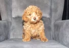 Poodle Güzelli̇ği̇nde Maltipoo Oğlumuzzz - Resim 1