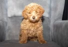 Poodle Güzelli̇ği̇nde Maltipoo Oğlumuzzz - Resim 5