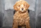 Poodle Güzelli̇ği̇nde Maltipoo Oğlumuzzz - Resim 4