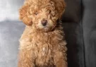Poodle Güzelli̇ği̇nde Maltipoo Oğlumuzzz - Resim 3