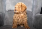 Poodle Güzelli̇ği̇nde Maltipoo Oğlumuzzz - Resim 2