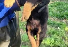 Orijinal A Kalite Safkan Rottweiler Reticiden - Resim 1