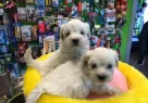 Kar Beyaz Irk Garantili Tea Cup Maltese Terrier Yavruları - Resim 1