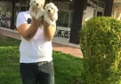 Kar Beyaz Irk Garantili Tea Cup Maltese Terrier Yavruları - Resim 3