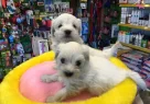 Kar Beyaz Irk Garantili Tea Cup Maltese Terrier Yavruları - Resim 2